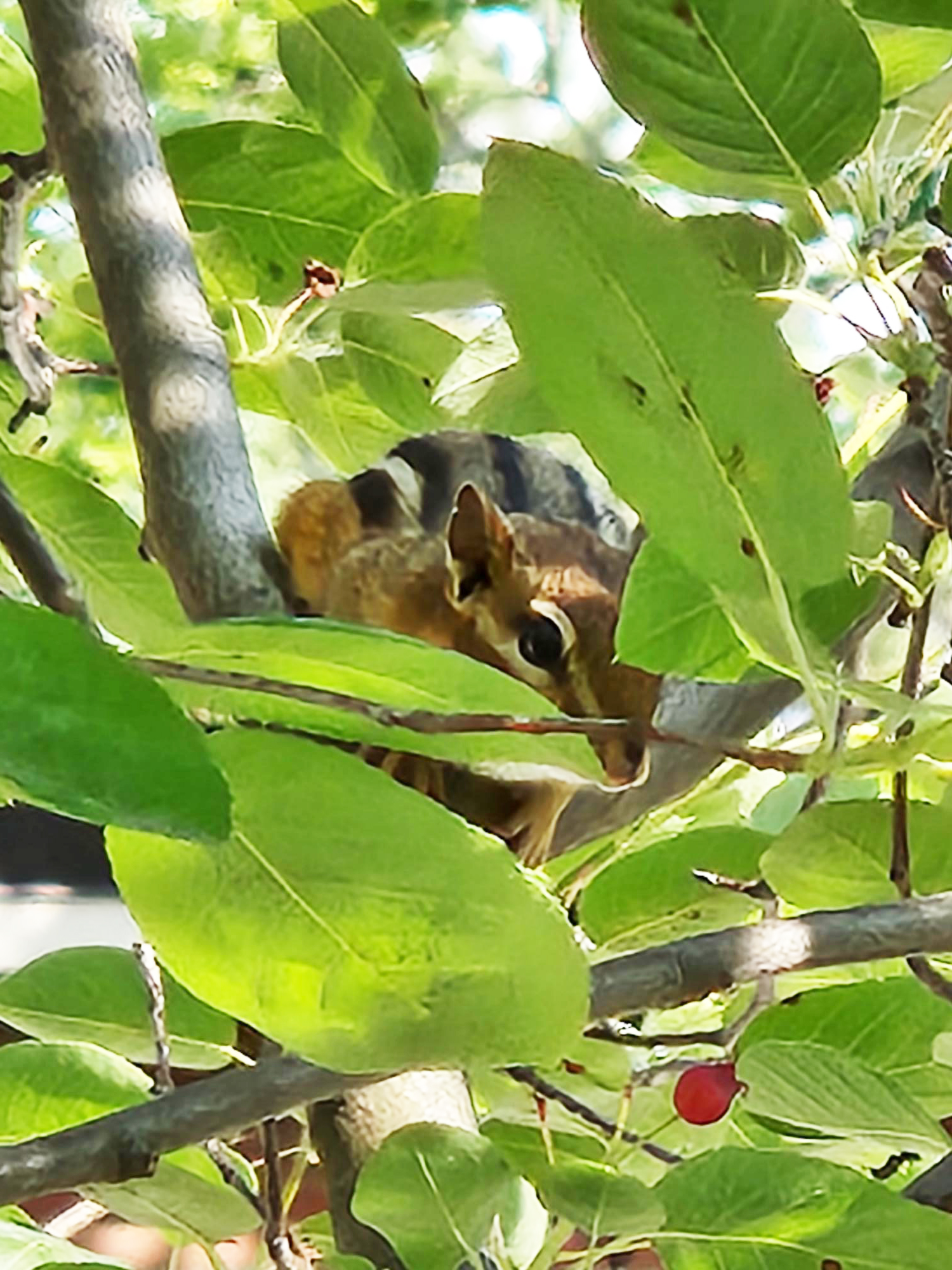 Chipmonk in tree